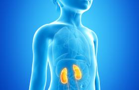 Hypospadias Que Faire Que Proposer Pediatrie Pratique Hypospadias Que Faire Que Proposer Pediatrie Pratique